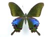Papilio hopponis Männchen