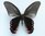 Papilio elephenor
