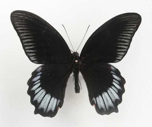 Papilio deiphobus male