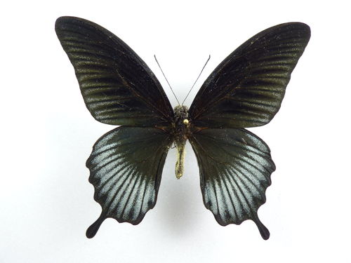 Papilio lowi X Papilio memnon hybrid male