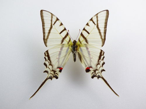 Eurytides protesilaus nigricornis Männchen