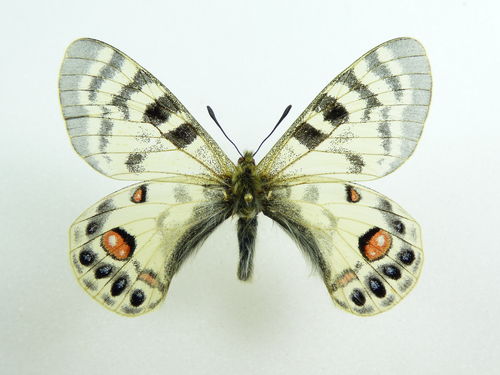 Parnassius charltonius ssp. sochivkoi Männchen