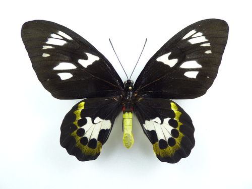 Ornithoptera meridionalis ssp. tarunggarensis Weibchen