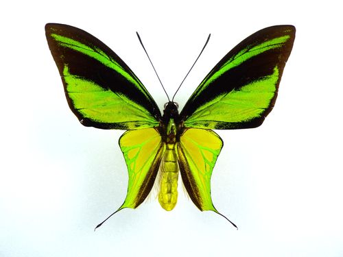 Ornithoptera meridionalis tarunggarensis Männchen