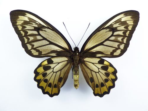 Ornithoptera croesus ssp. lydius Weibchen