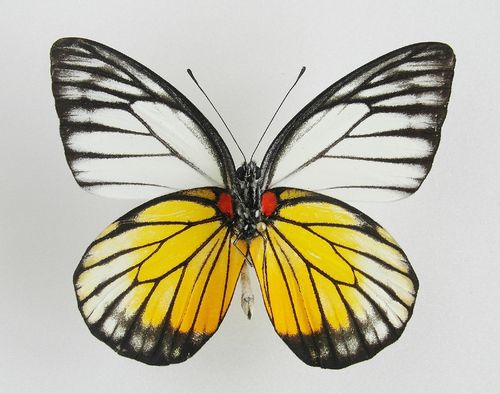 Prioneris clemanthe male