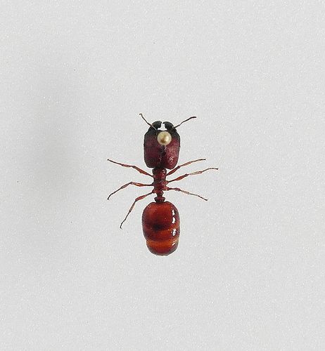 Pleidole sp. / ant
