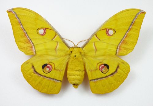 Antheraea yamamai gelbe Form Weibchen