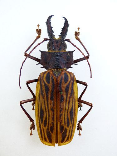 Macrodontia cervicornis Männchen