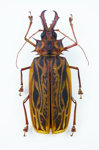 Macrodontia cervicornis Weibchen