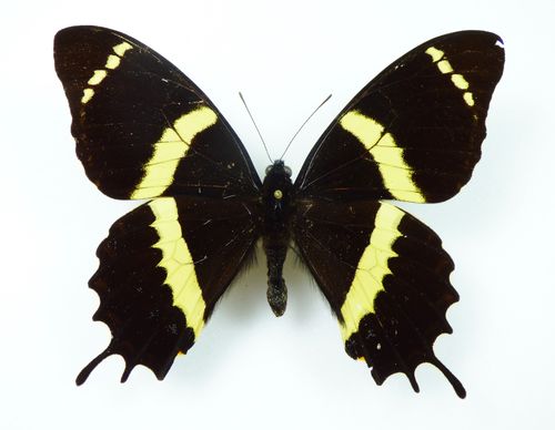 Papilio garamas ssp. electryon Männchen