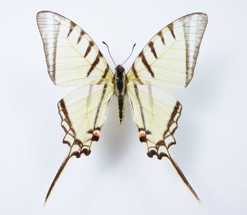 Eurytides agesilaus ssp. agesilaus male