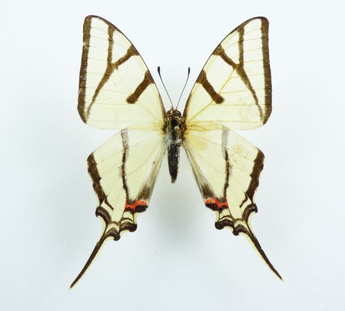 Eurytides bellerophon male