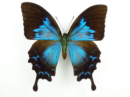 Papilio ulysses ssp. ulysses female