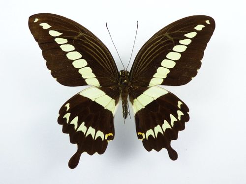 Papilio gigon male