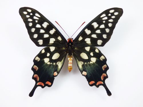 Papilio antenor Männchen