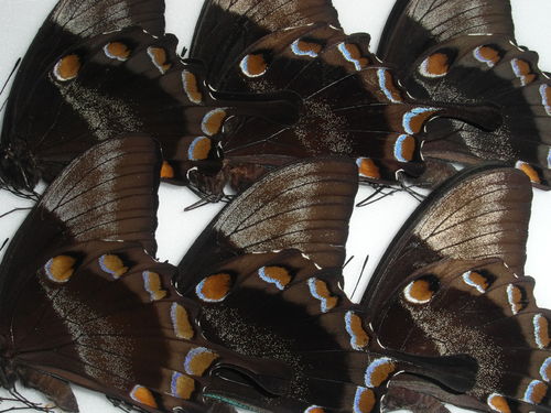 Papilio ulysses ulysses 10 x UP