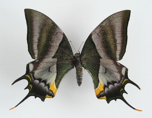 Teinopalpus imperialis ssp. imperialis Weibchen