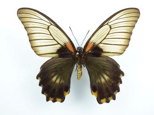 Papilio memnon X Papilio lowi Hybrid #1 female