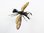 Megachile garuda Männchen