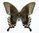 Papilio blumei Männchen