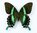Papilio blumei Weibchen