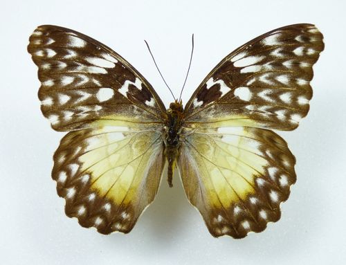 Cymothoe beckeri female