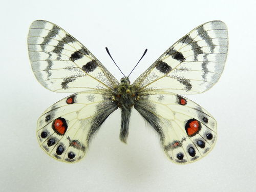 Parnassius charltonius ssp. romanovi Männchen
