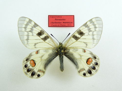 Parnassius charltonius ssp. marusya PARATYPE Männchen