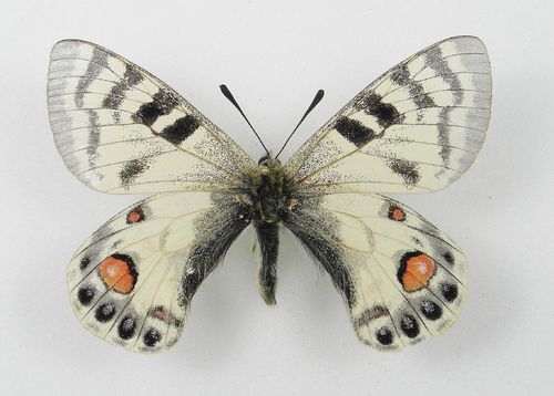Parnassius charltonius ssp. varvara Männchen