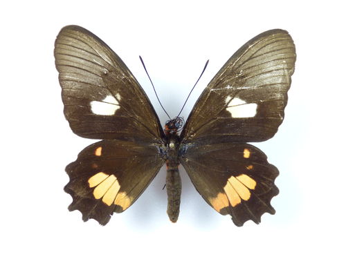 Parides anchises ssp. stilbon female