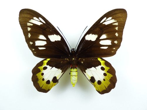 Ornithoptera meridionalis meridionalis Weibchen