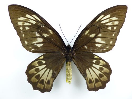 Ornithoptera allottei female