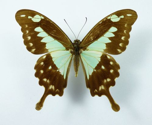 Papilio phorcas ssp. ansorgei female