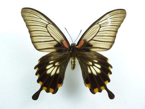 Papilio memnon X Papilio lowi Hybrid #2 female