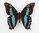 Papilio aristophontes male