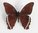 Papilio aristophontes Männchen