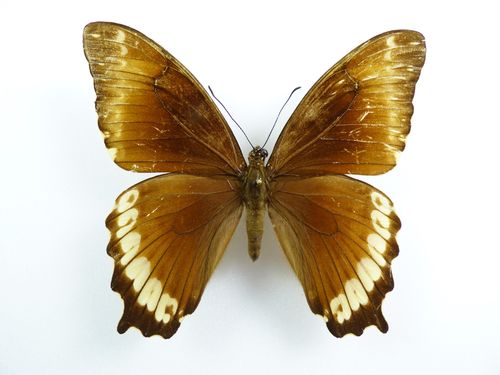 Papilio phorbanta Weibchen