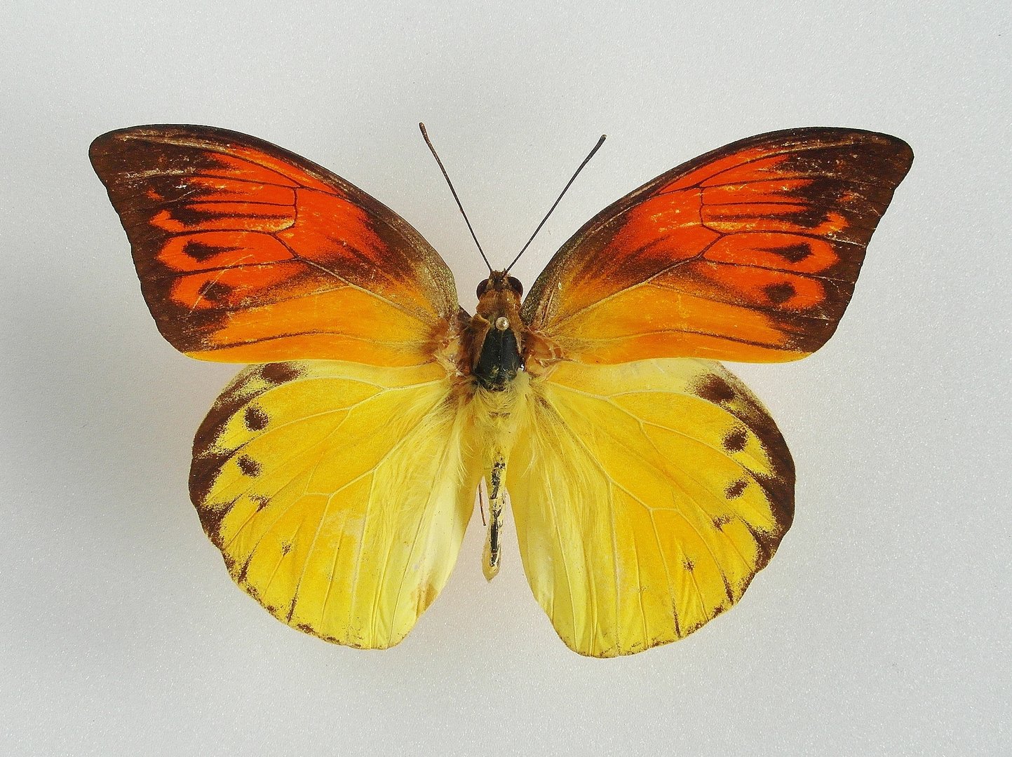 HEBOMOIA LEUCIPPE DAEMONIS unmounted butterfly 