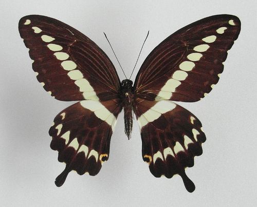 Papilio gigon female