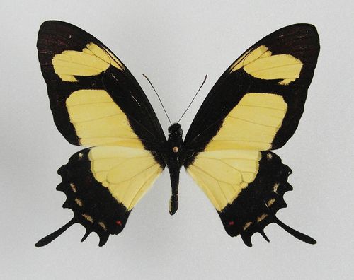 Papilio garleppi ssp. interruptus male
