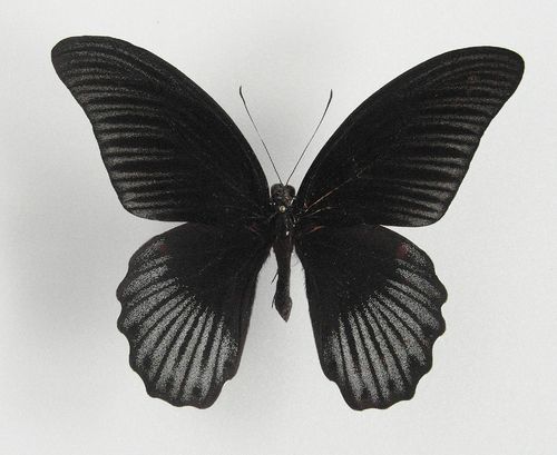 Papilio memnon X Papilio rumanzovia Hybrid #1 male