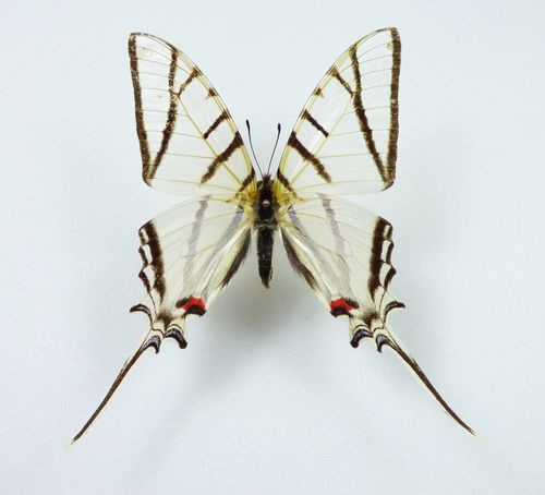 Eurytides stenodesmus male