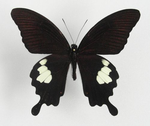 Papilio nephelus ssp. chaon male