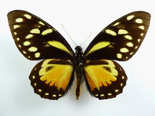 Papilio ascolius ssp. ascolius male