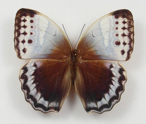 Stichophthalma camadeva ssp. camadeva Männchen