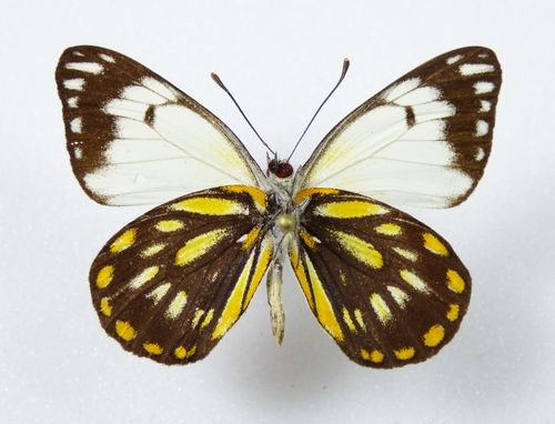 Benelois javana ssp. ? Fiji male