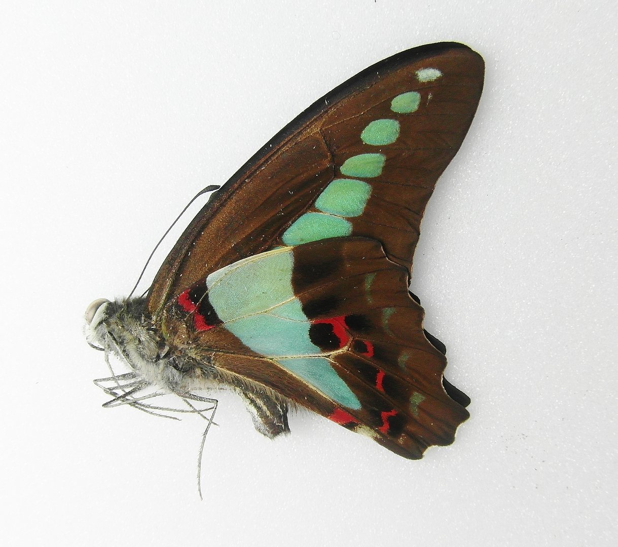 unmounted butterfly GRAPHIUM SARPEDON PAGUS 