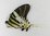 Graphium androcles UP