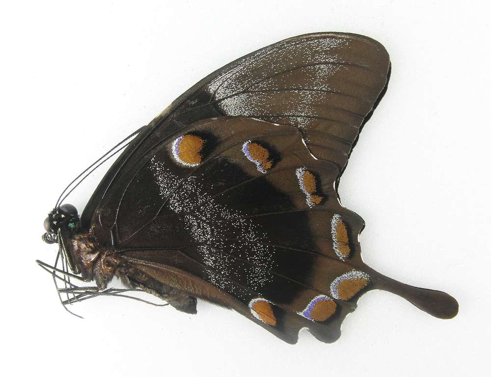 Papilio ulysses ssp ulysses Männchen 